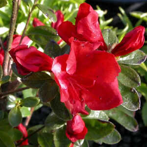 AZALEA japonica 'Santa Maria'