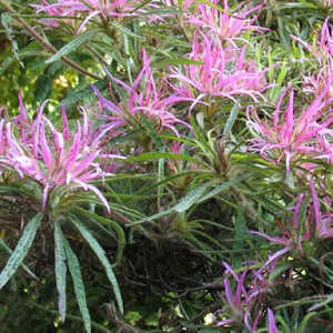 AZALEA linearifolium