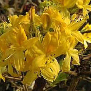 AZALEA luteum