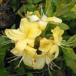 AZALEA mollis 'Anneke'