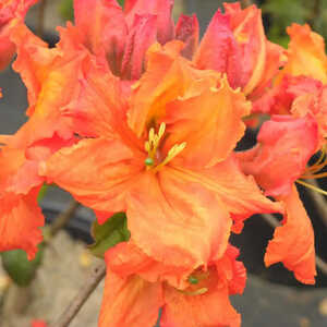 AZALEA mollis 'Gibraltar'