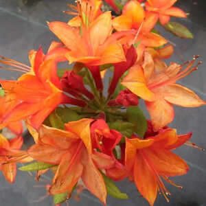 AZALEA mollis 'Golden Eagle'