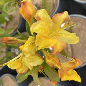 AZALEA mollis 'Kentucky Minstrel'