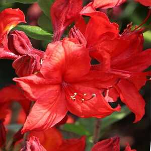 AZALEA mollis 'Nabucco'