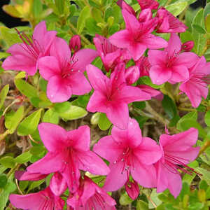 AZALEA nakaharae 'Pink Cascade'