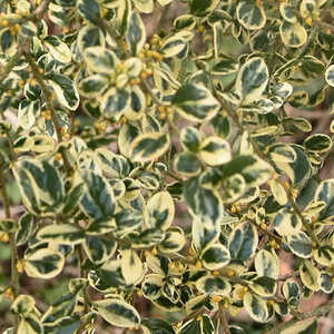 AZARA microphylla 'Variegata'