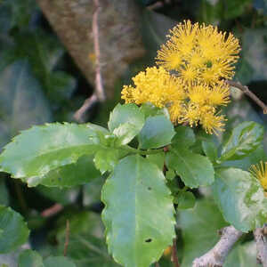 AZARA serrata