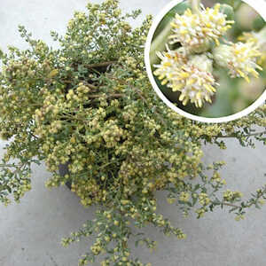 BACCHARIS magellanica