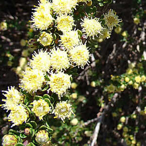 BACCHARIS patagonica