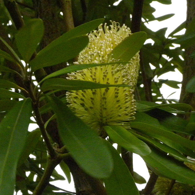 BANKSIA integrifolia