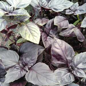 BASILIC ‘Rouge Osmin’