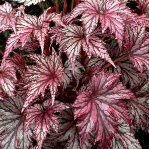 BEGONIA 'Garden Angel Blush' ®