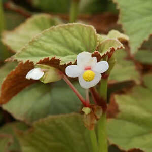 BEGONIA grandis 'Alba'