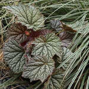 BEGONIA 'Silver Moon'