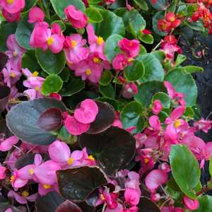 BEGONIA annuel