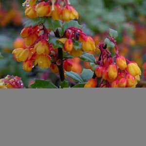 BERBERIS darwinii 'Compacta'