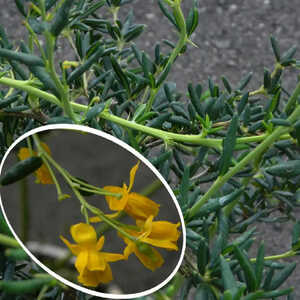 BERBERIS x sténophylla