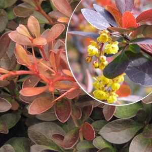 BERBERIS thunbergii 'Atropurpura Nana'