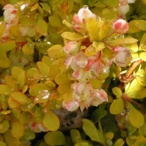 BERBERIS thunbergii 'Bonanza Gold'