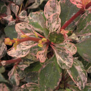 BERBERIS thunbergii 'Harlequin'