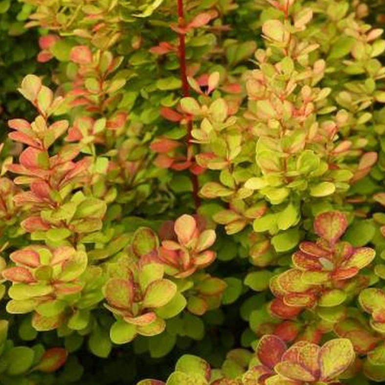 BERBERIS thunbergii 'Orange Torch'