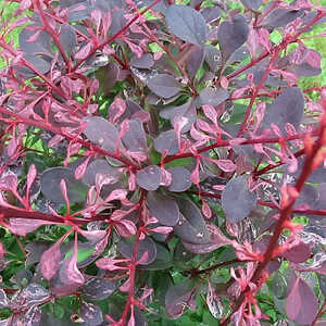 BERBERIS thunbergii 'Rose Glow'