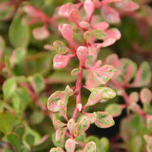 BERBERIS thunbergii 'Starburst'