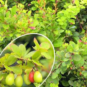 BERBERIS thunbergii