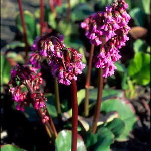 BERGENIA 'Admiral'