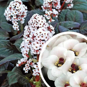 BERGENIA 'Bach'