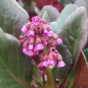 BERGENIA 'Bartok'