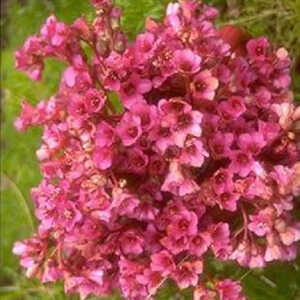 BERGENIA 'Ballawley'