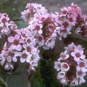 BERGENIA ciliata var.ligulata