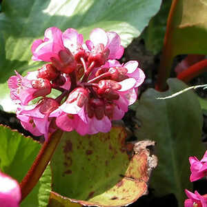 BERGENIA cordifolia 'Eroïca'