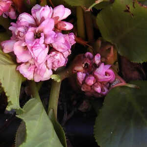 BERGENIA cordifolia