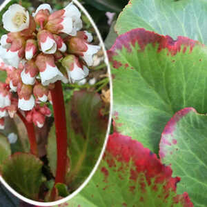 BERGENIA 'Dark Margin'