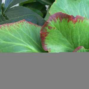 BERGENIA 'Dark Margin'