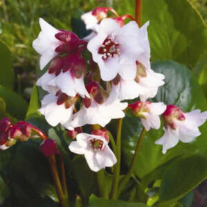 BERGENIA 'Harzkristall'