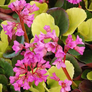 BERGENIA 'Lunar Glow'