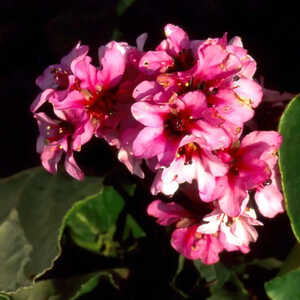BERGENIA purpurascens