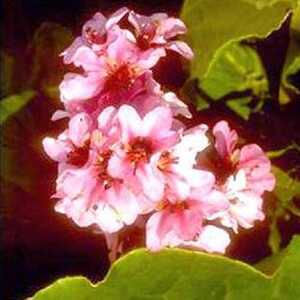 BERGENIA purpurascens