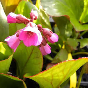 BERGENIA 'Rotblum'