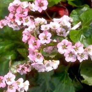 BERGENIA 'Silberlicht'