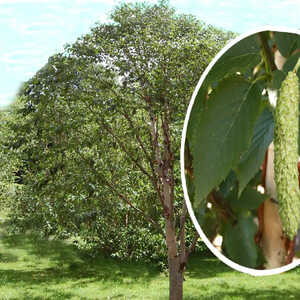 BETULA albosinensis 'Fascination'