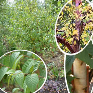 BETULA albosinensis var. septentrionalis