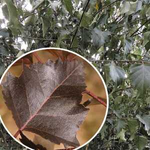 BETULA pendula 'Purpurea'