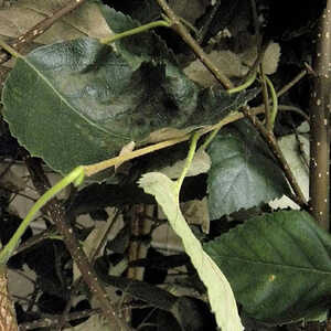 BETULA utilis 'Dorenboos'