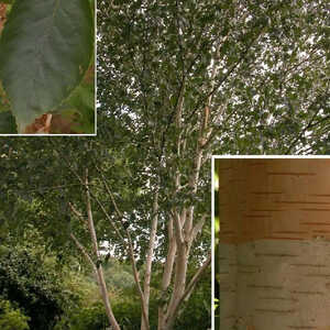 BETULA utilis var. jacquemontii