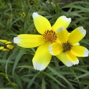 BIDENS heterophylla 'Hannay's Lemon Drop'