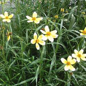 BIDENS heterophylla